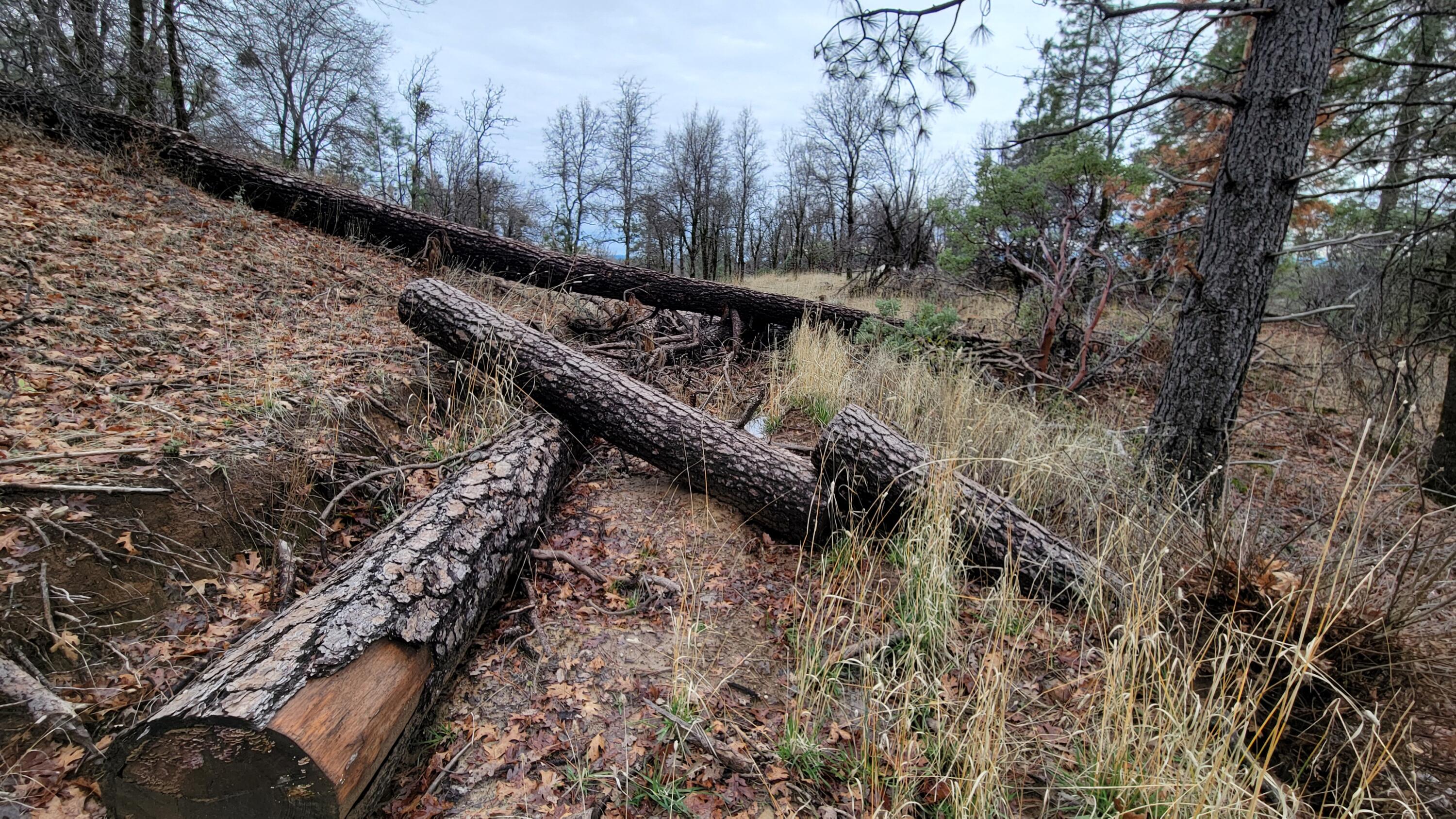 0 Old Stage Road Oak Run, CA 96069 - Photo 36 of 41 20241225_134650