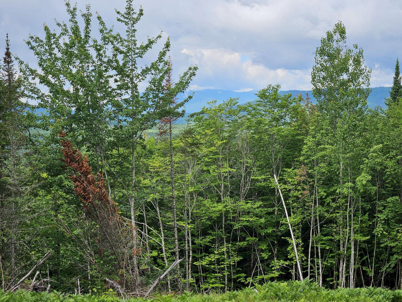 M10-l12-2 Ledge Road Embden, ME 04958 - Photo 6 of 14 20260627_105022_result