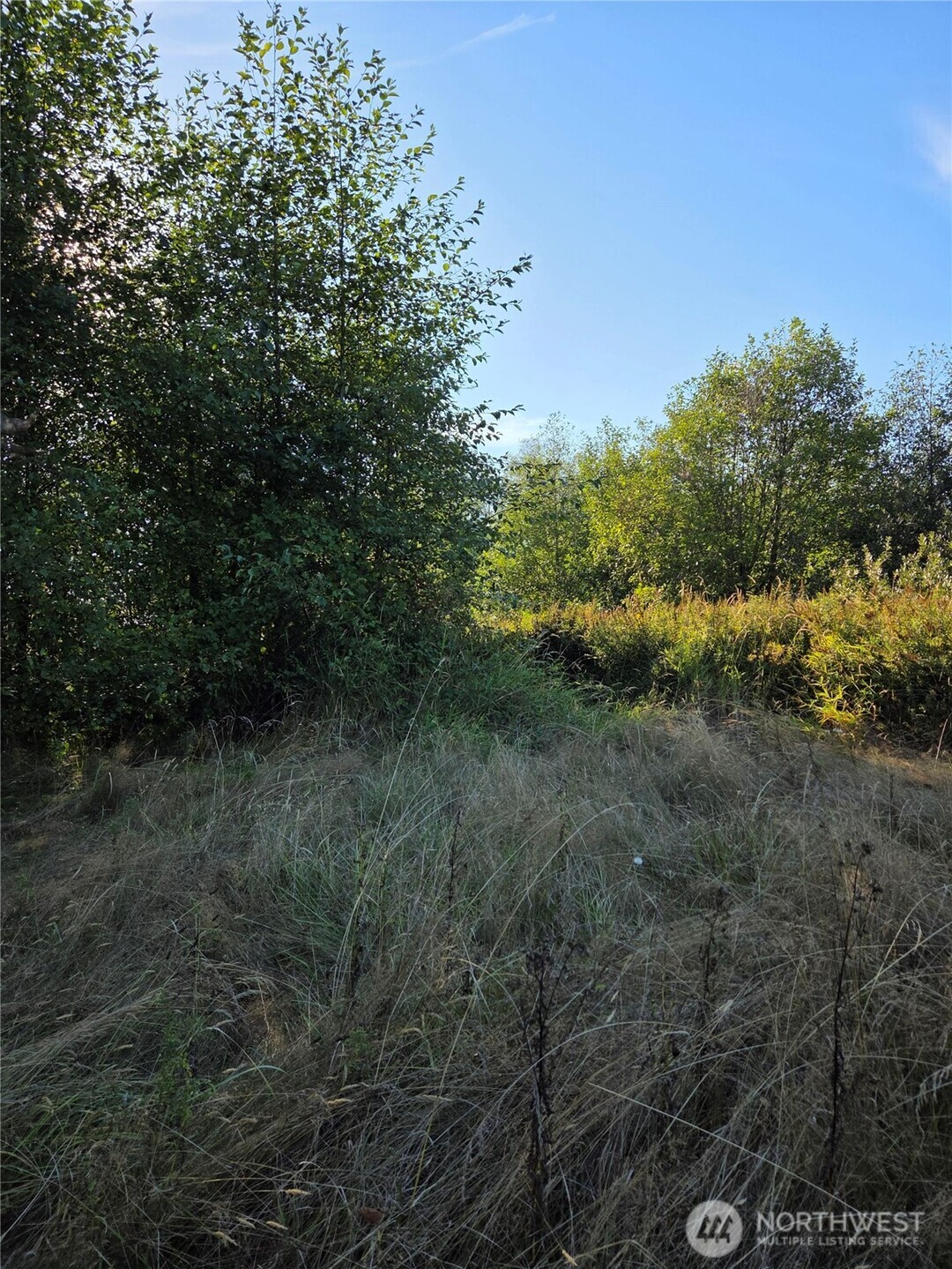 8055 Blaine Road Blaine, WA 98230 - Photo 13 of 14 a view of a lush green forest with lots of trees
