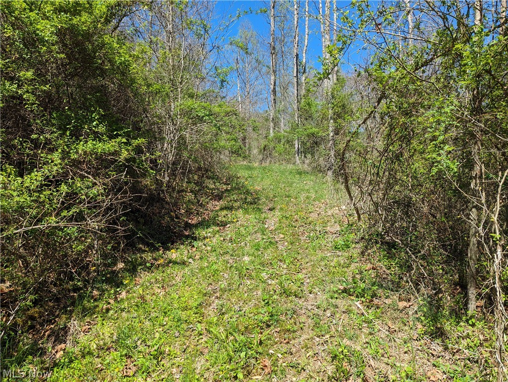 994 Sugarcamp Road Big Bend, WV 26136 - Photo 28 of 50 View of local wilderness