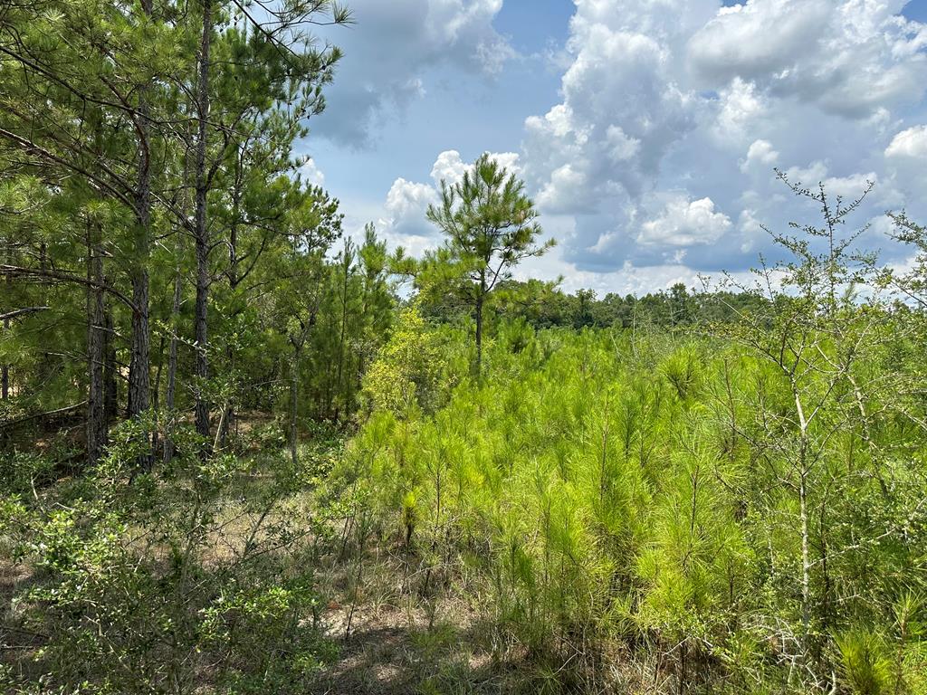 30-ac West Old Elba Road Coffee Springs, AL 36318 - Photo 8 of 19