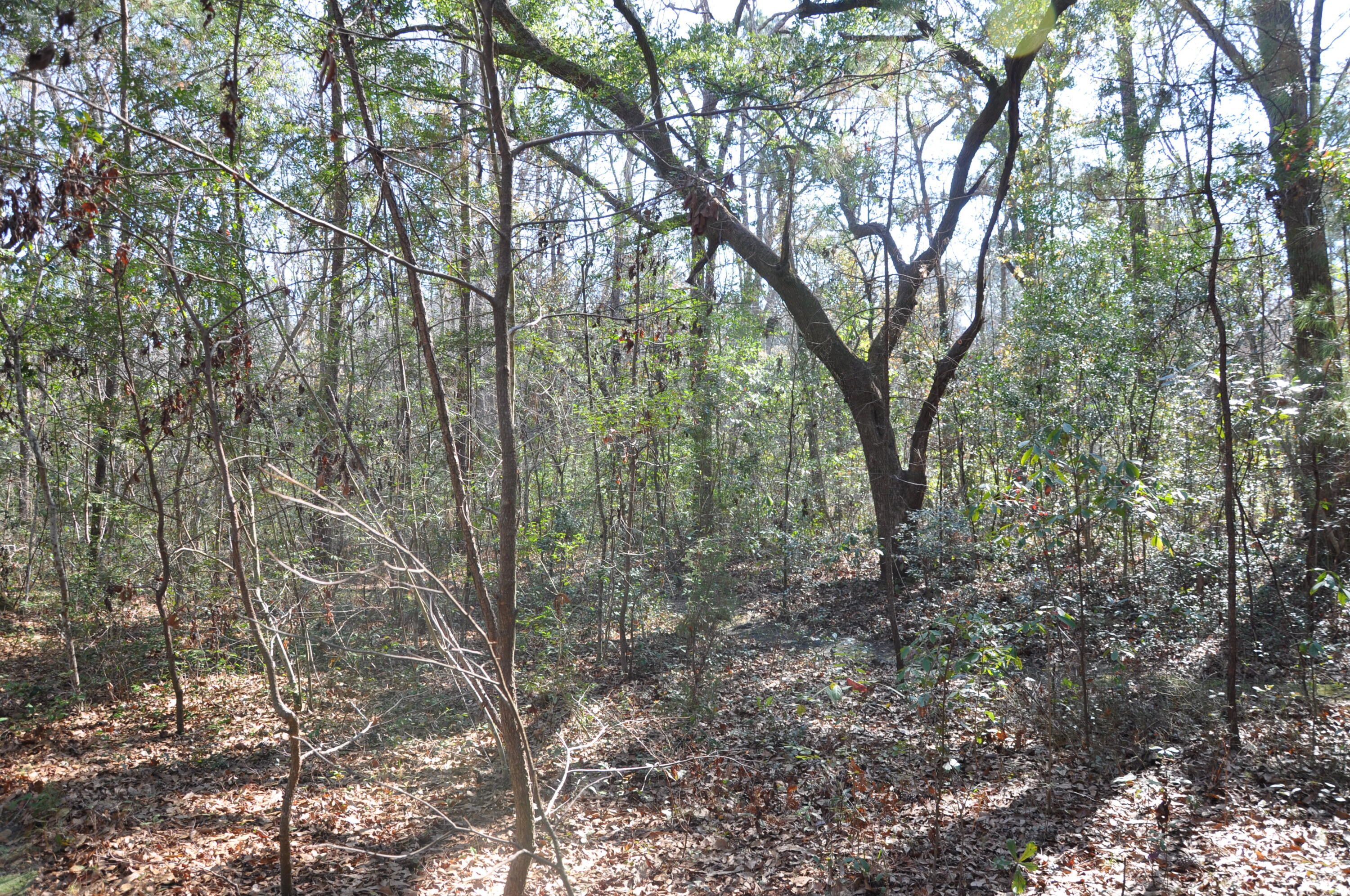 6321 Bears Bluff Road Wadmalaw Island, SC 29487 - Photo 11 of 14 DSC_1596