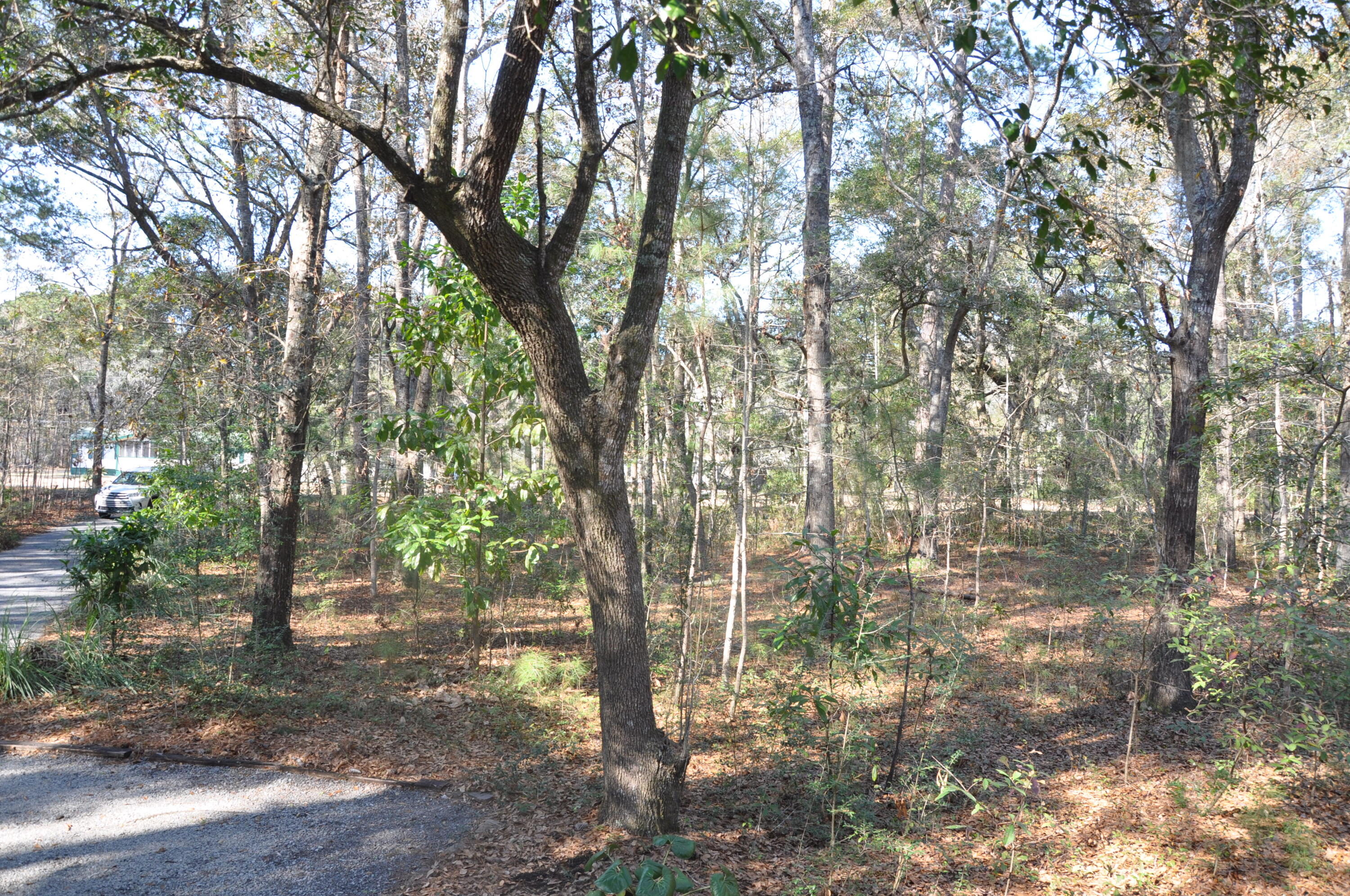 6321 Bears Bluff Road Wadmalaw Island, SC 29487 - Photo 12 of 14 DSC_1605