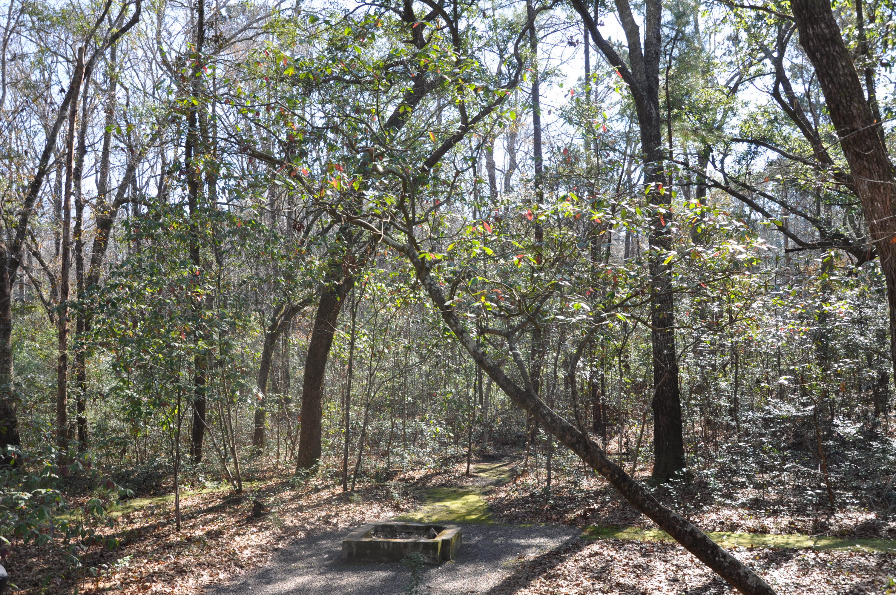 6321 Bears Bluff Road Wadmalaw Island, SC 29487 - Photo 13 of 14 DSC_1595