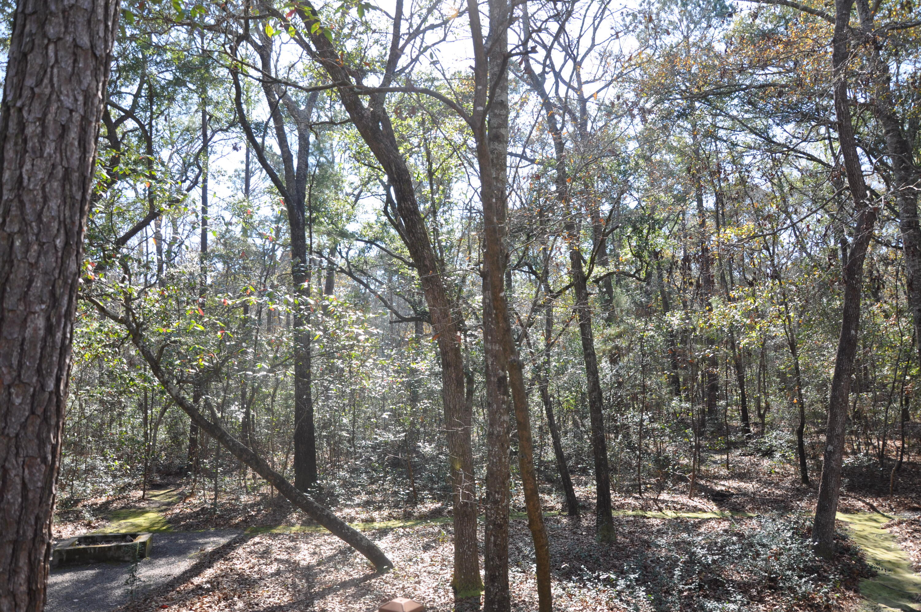 6321 Bears Bluff Road Wadmalaw Island, SC 29487 - Photo 14 of 14 DSC_1593
