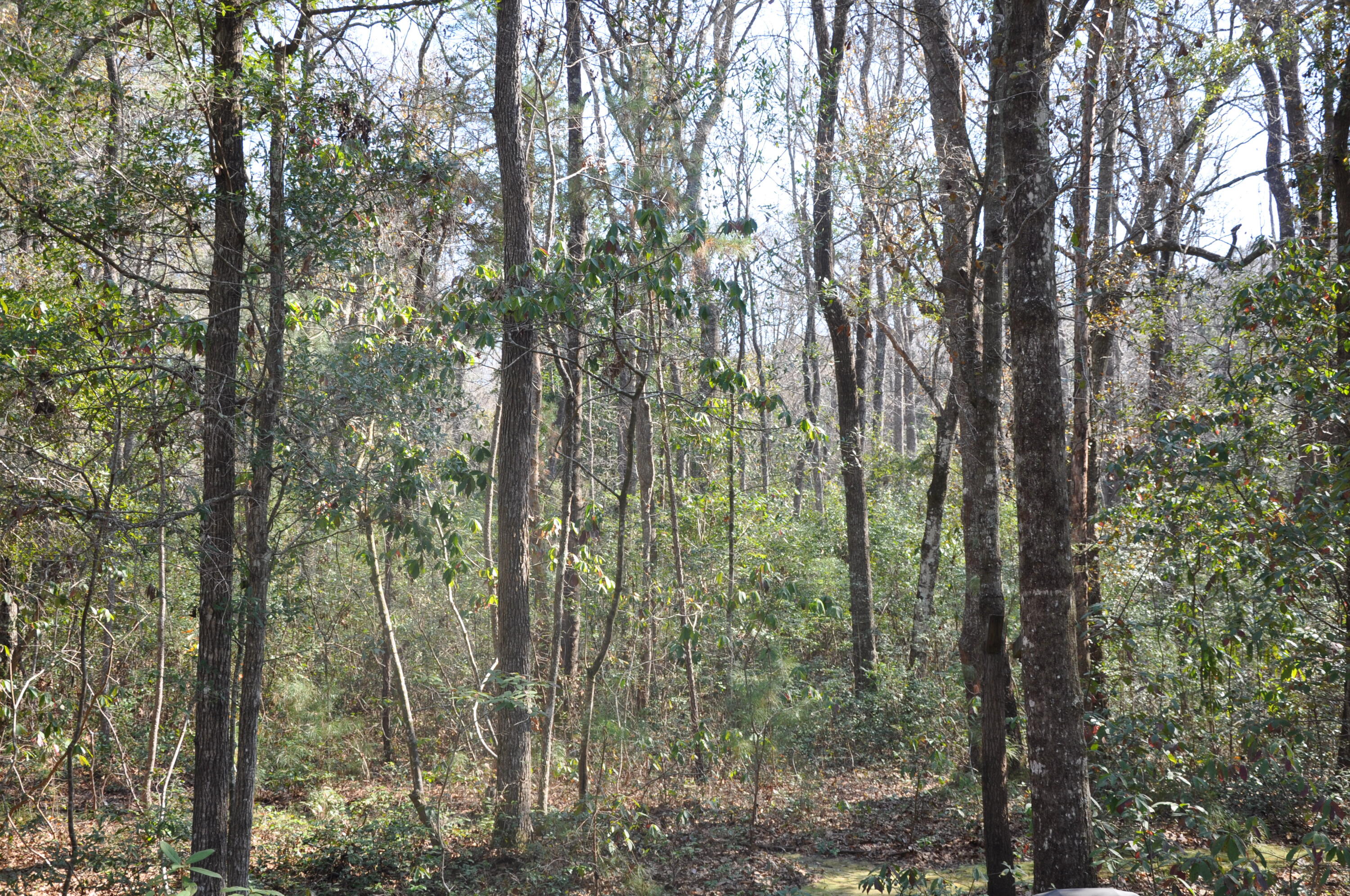 6321 Bears Bluff Road Wadmalaw Island, SC 29487 - Photo 10 of 14 DSC_1594