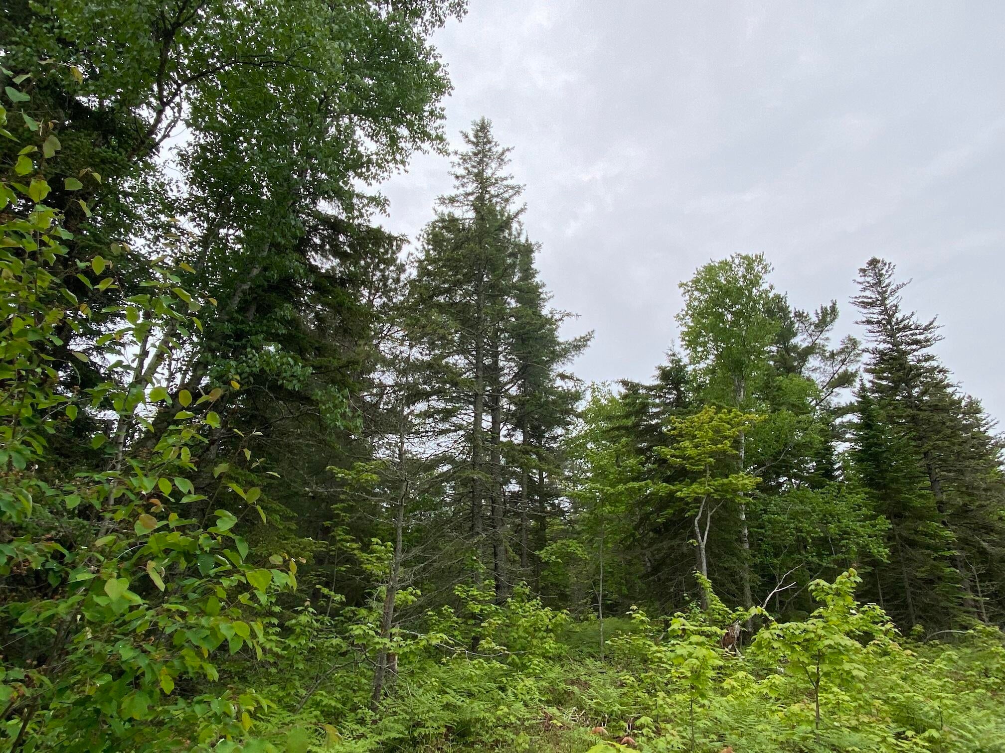 14889 North Whitefish Point Road Paradise, MI 49768 - Photo 4 of 7 Gallery Image 4