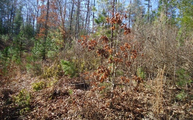 0 Ross Ridge Road Murphy, NC 28906 - Photo 1 of 2 Main View