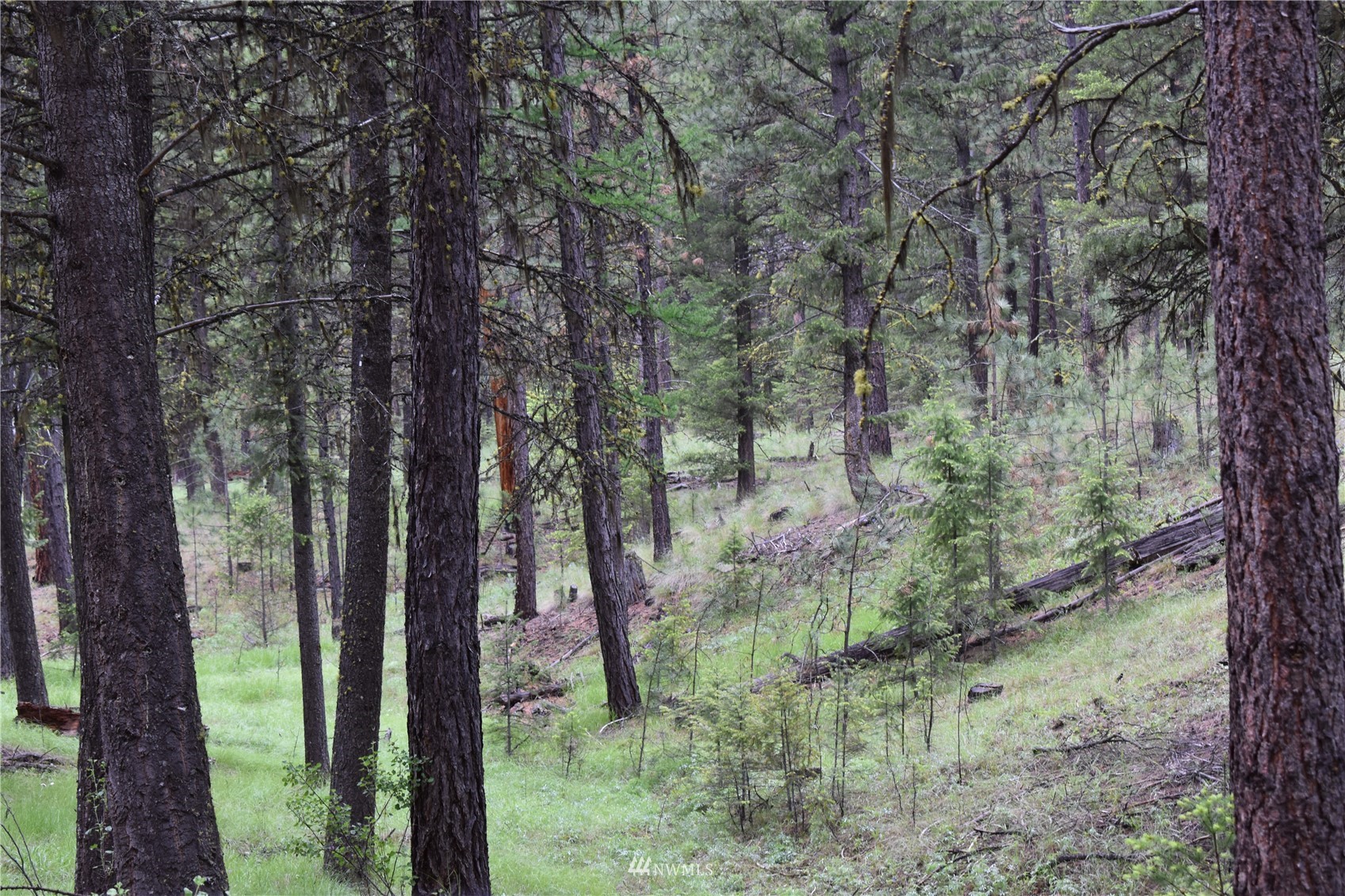 9-lot Turtle Run Road Tonasket, WA 98855 - Photo 11 of 40 a view of a forest that has large trees