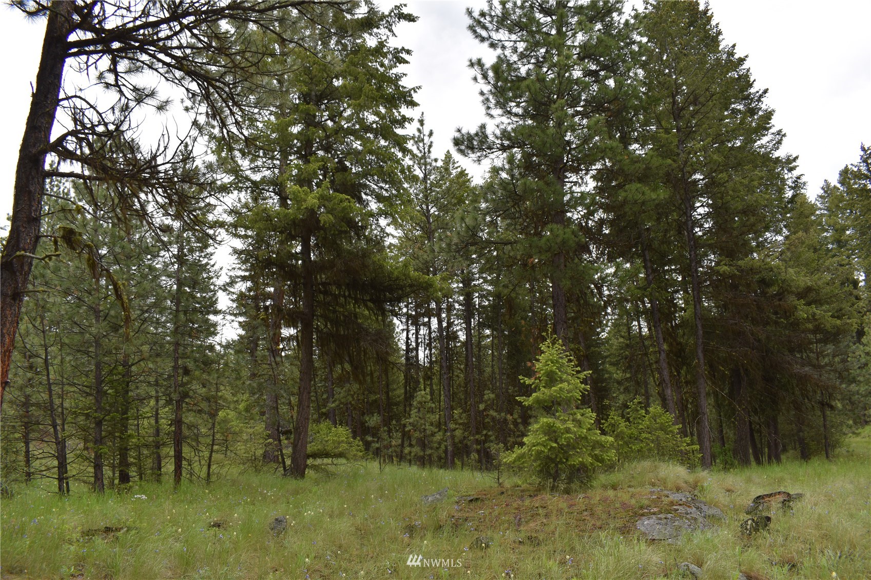 9-lot Turtle Run Road Tonasket, WA 98855 - Photo 22 of 40 a view of outdoor space and trees