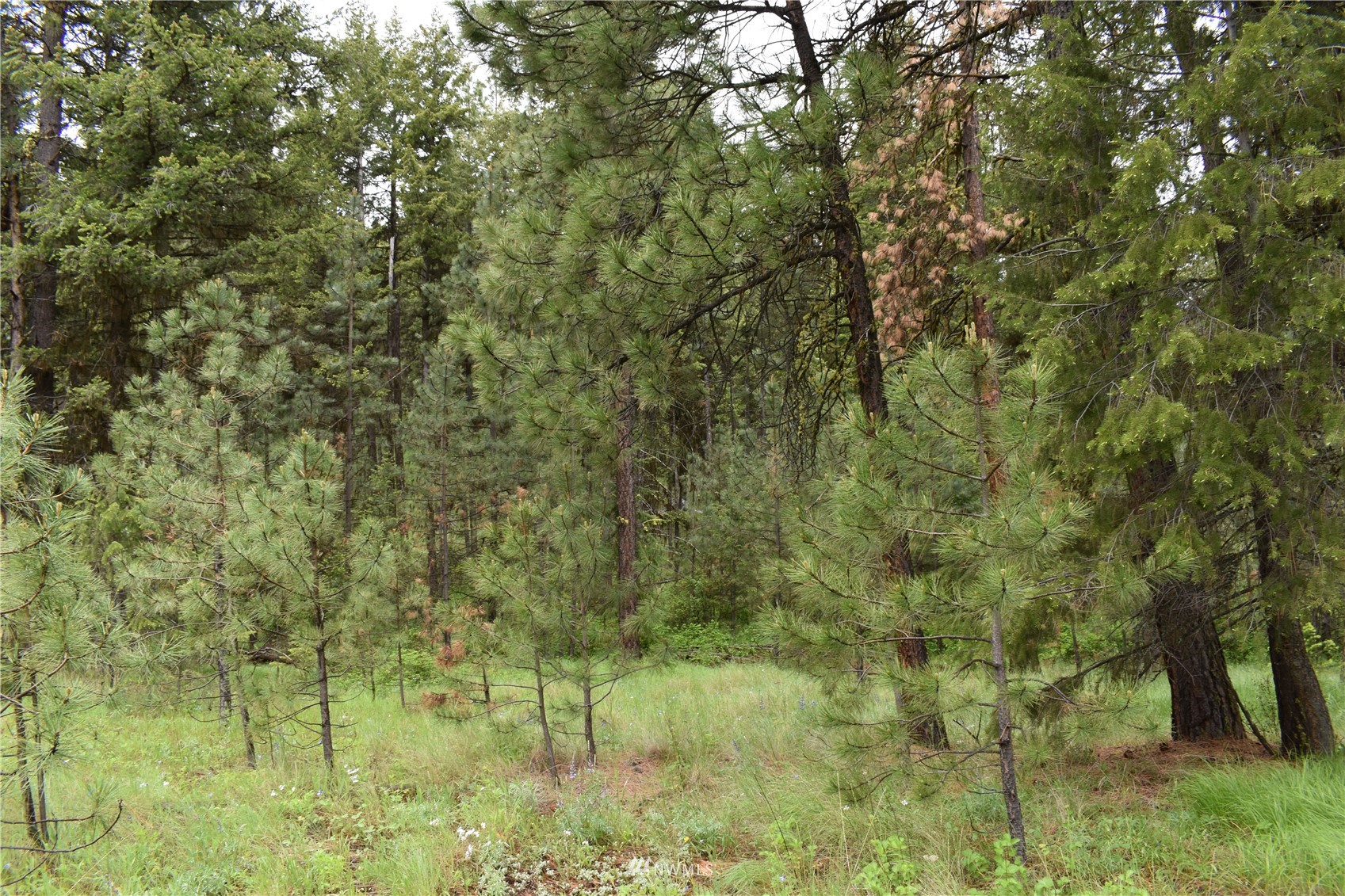 9-lot Turtle Run Road Tonasket, WA 98855 - Photo 25 of 40 a view of a forest with a tree