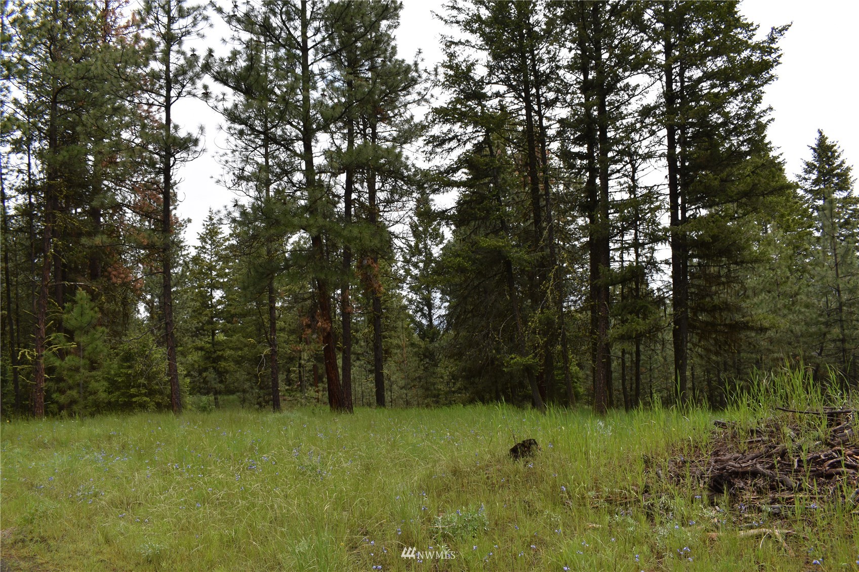 9-lot Turtle Run Road Tonasket, WA 98855 - Photo 28 of 40 a view of a lush green forest
