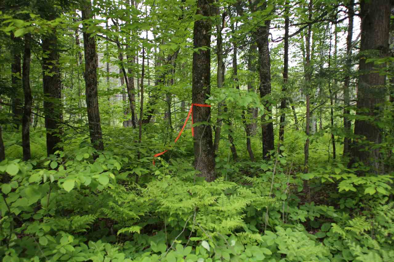 5000 Cold River Road Shrewsbury, VT 05738 - Photo 24 of 24