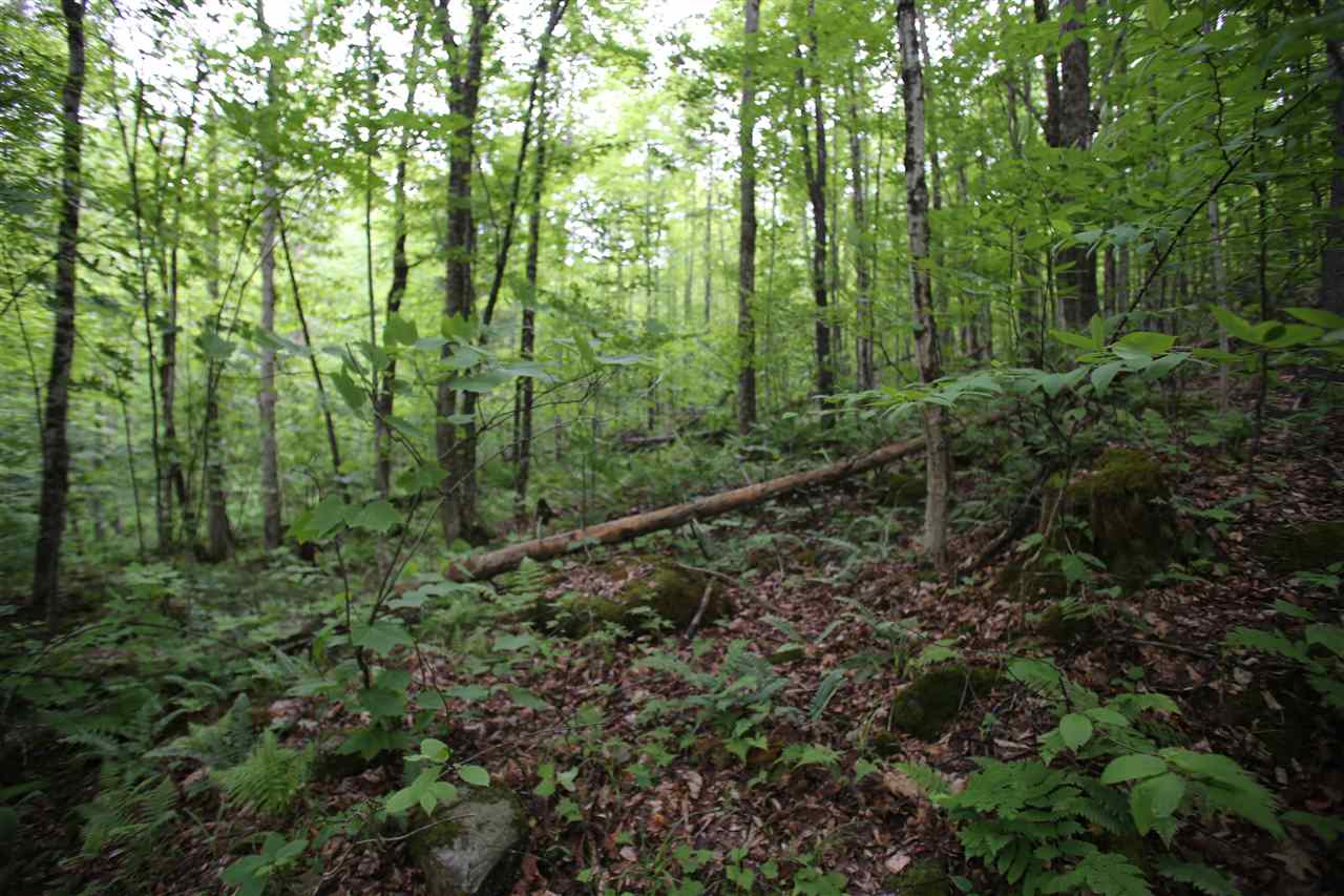 5000 Cold River Road Shrewsbury, VT 05738 - Photo 4 of 24