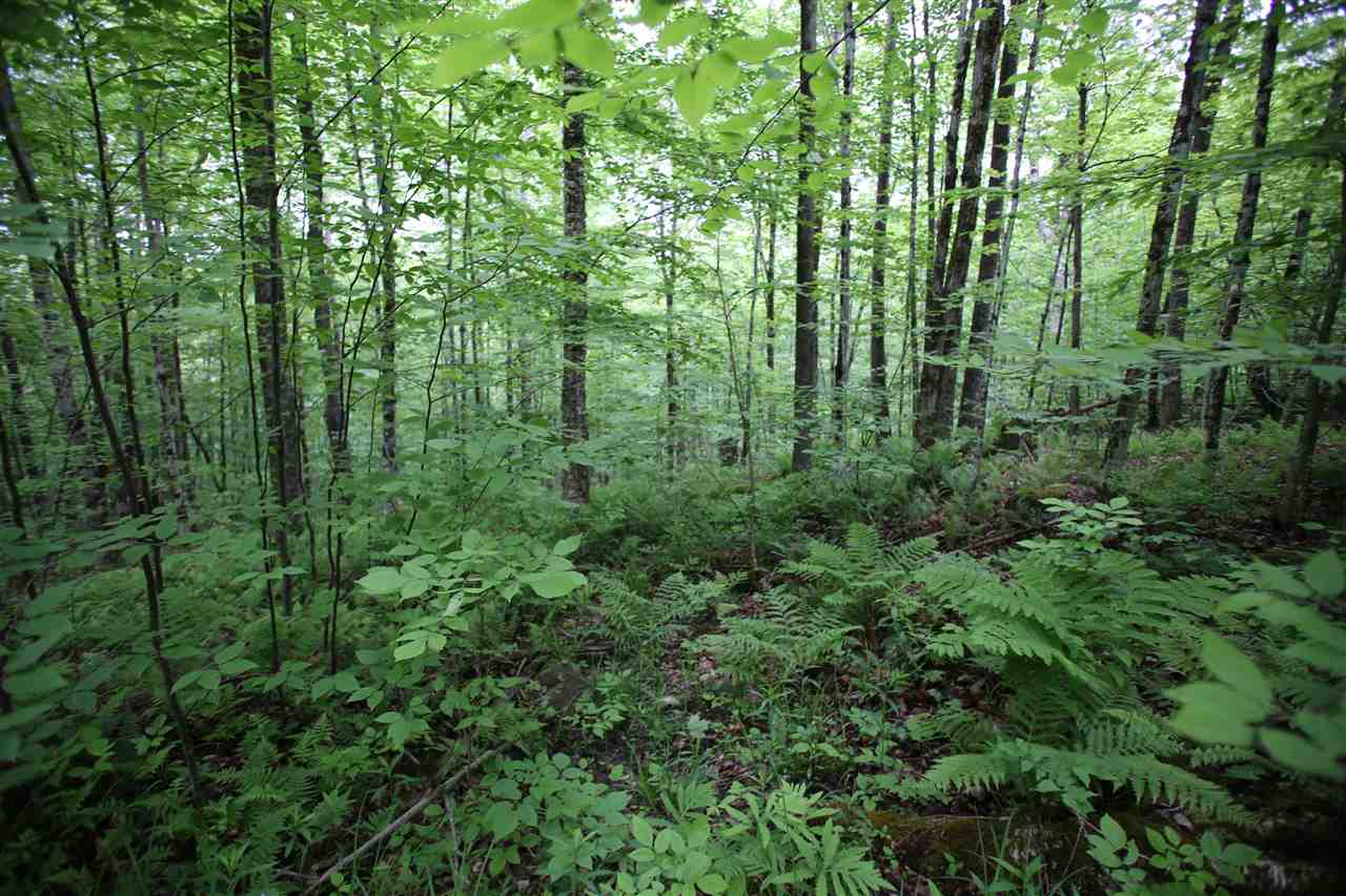 5000 Cold River Road Shrewsbury, VT 05738 - Photo 6 of 24