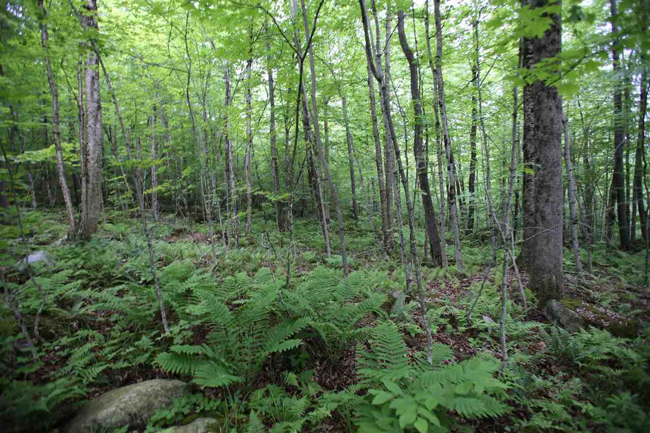 5000 Cold River Road Shrewsbury, VT 05738 - Photo 7 of 24