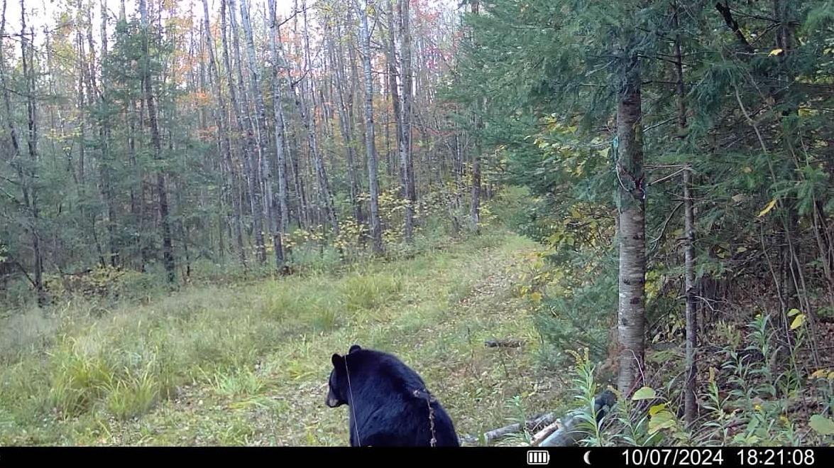 N11453 Cth F Phillips, WI 54555 - Photo 27 of 56 Gallery Image 27