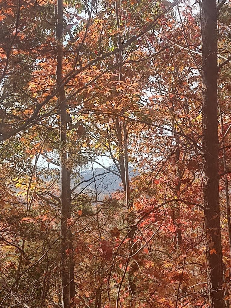 0 Green Forest Road Cosby, TN 37722 - Photo 11 of 35