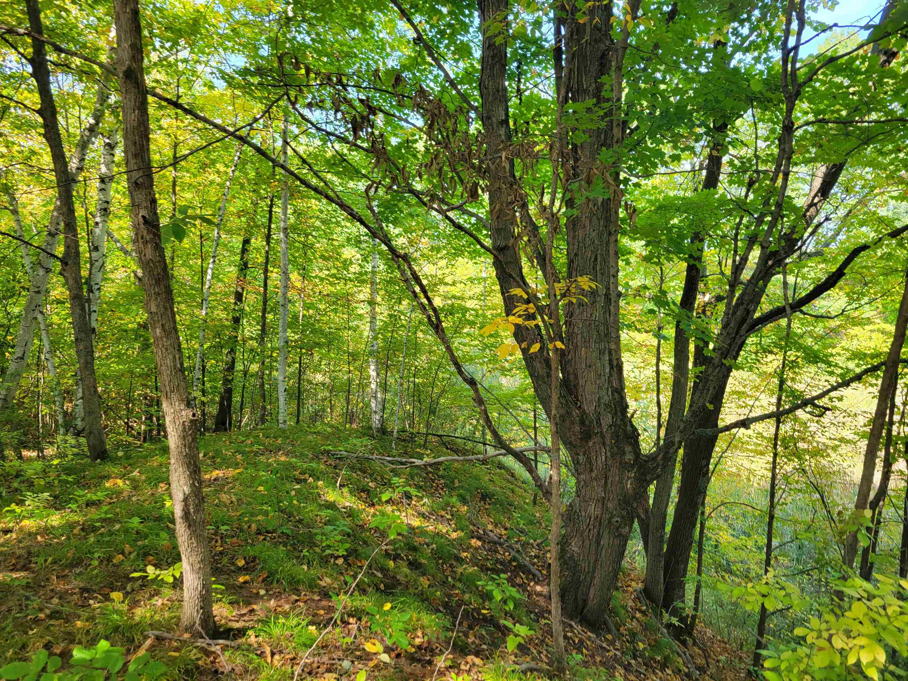 1.3-acres White Road Gladwin, MI 48624 - Photo 10 of 10