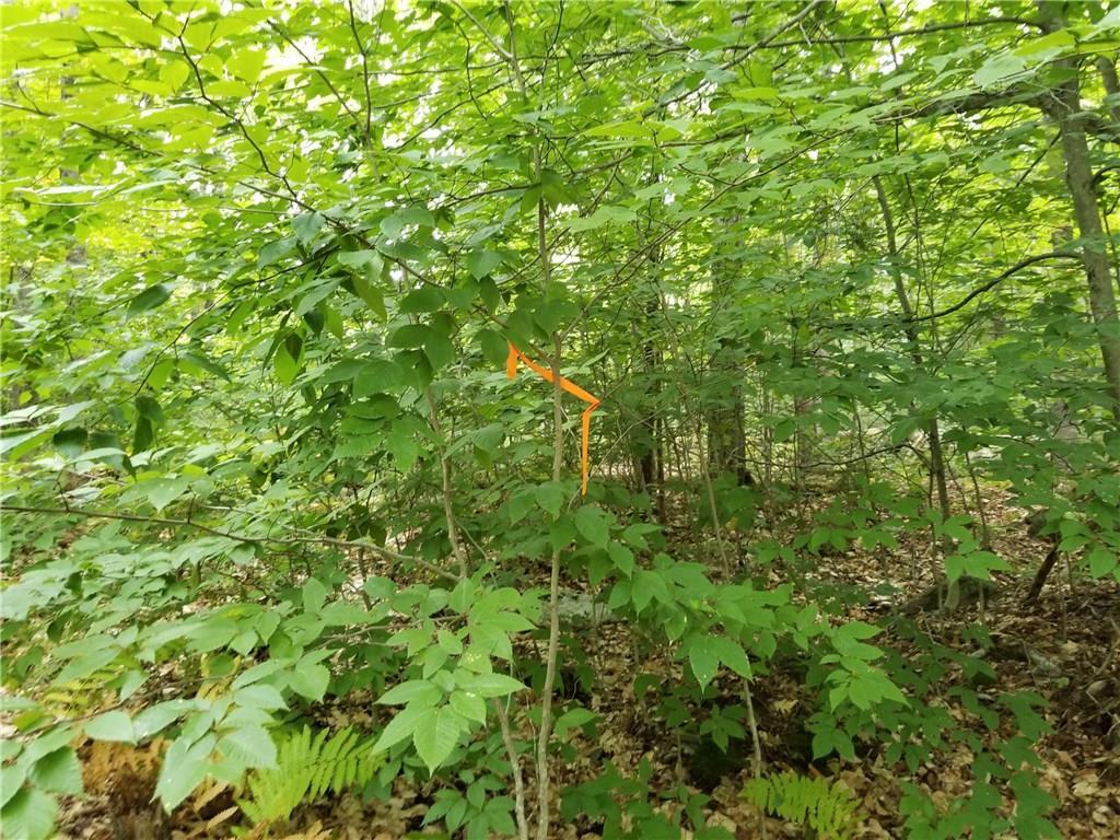 0 Brock School Road Buckfield, ME 04220 - Photo 7 of 19 Photo