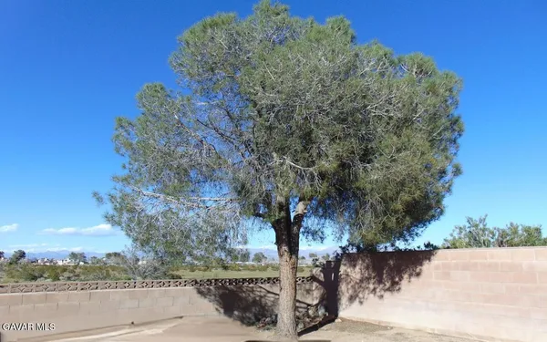 a view of a yard with plants and trees