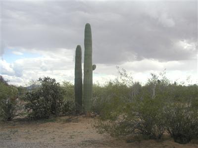 12461 North Single 6 Road Marana, AZ 85653 - Photo 5 of 5
