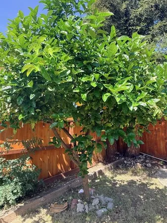 $595,000 | 3730 Rolling Hills Drive, Pittsburg, CA 94565