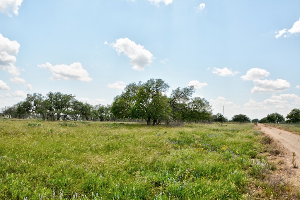 18885 Rr 479 Harper, TX 78631 - Photo 8 of 8 a view of a big yard with plants and large trees
