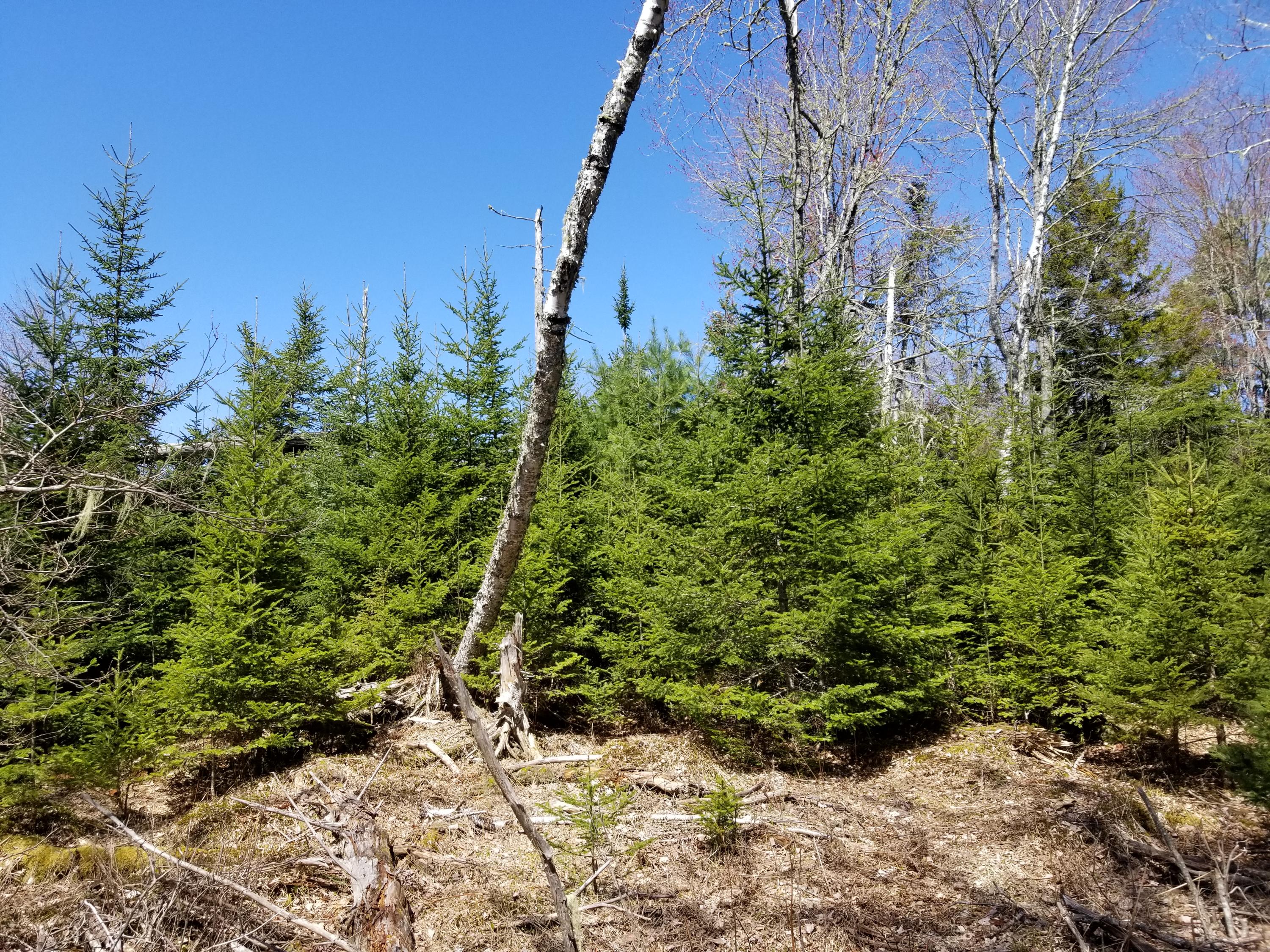 160 Southern Bay Road Penobscot, ME 04476 - Photo 21 of 62 21 Woodlot