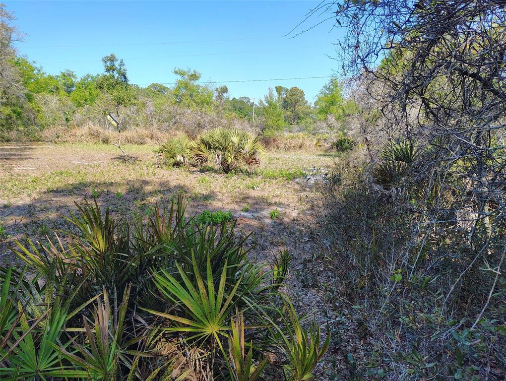 1873 West Foxglove Road Avon Park, FL 33825 - Photo 12 of 14 a view of a yard with plants and a trees