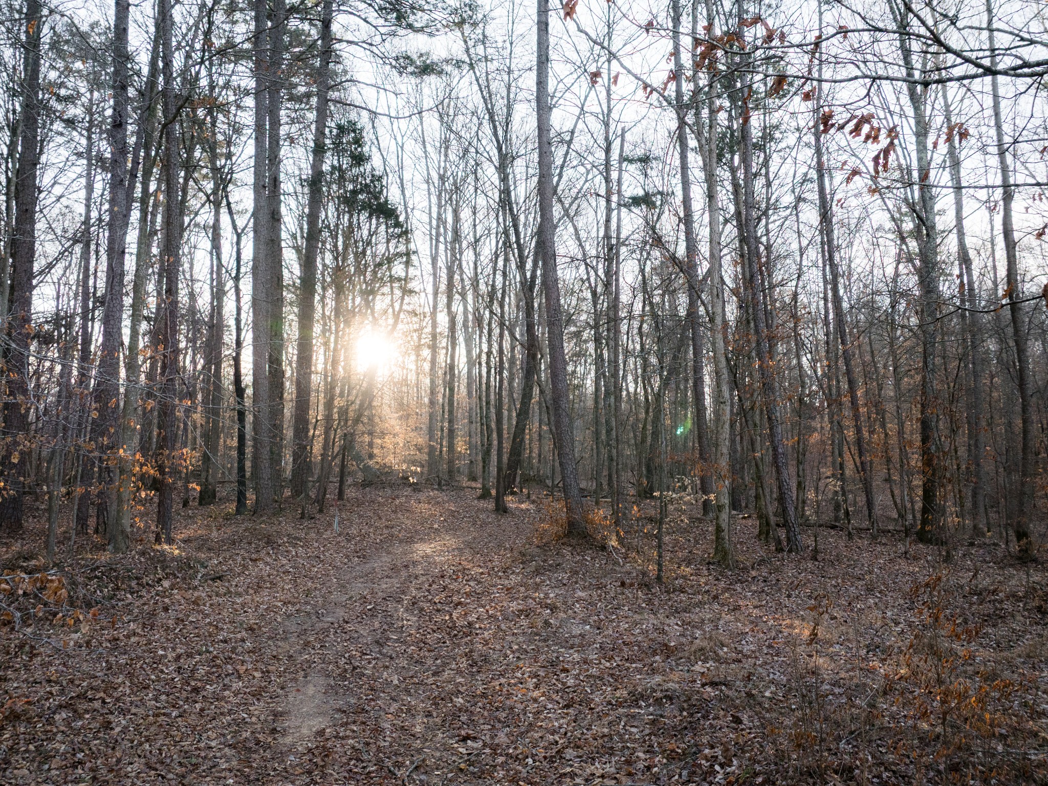 2 Pinewood Road Nunnelly, TN 37137 - Photo 1 of 13 a view of backyard with trees