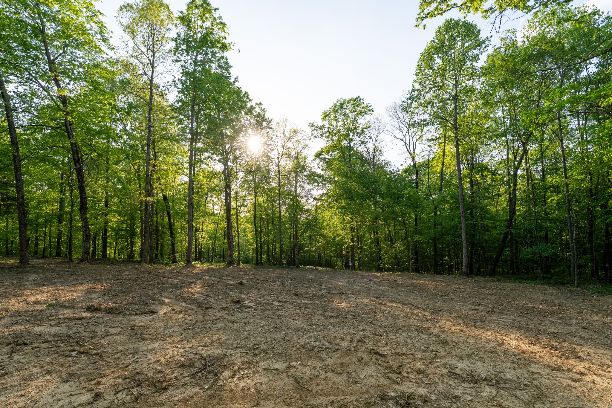 a view of a yard with trees