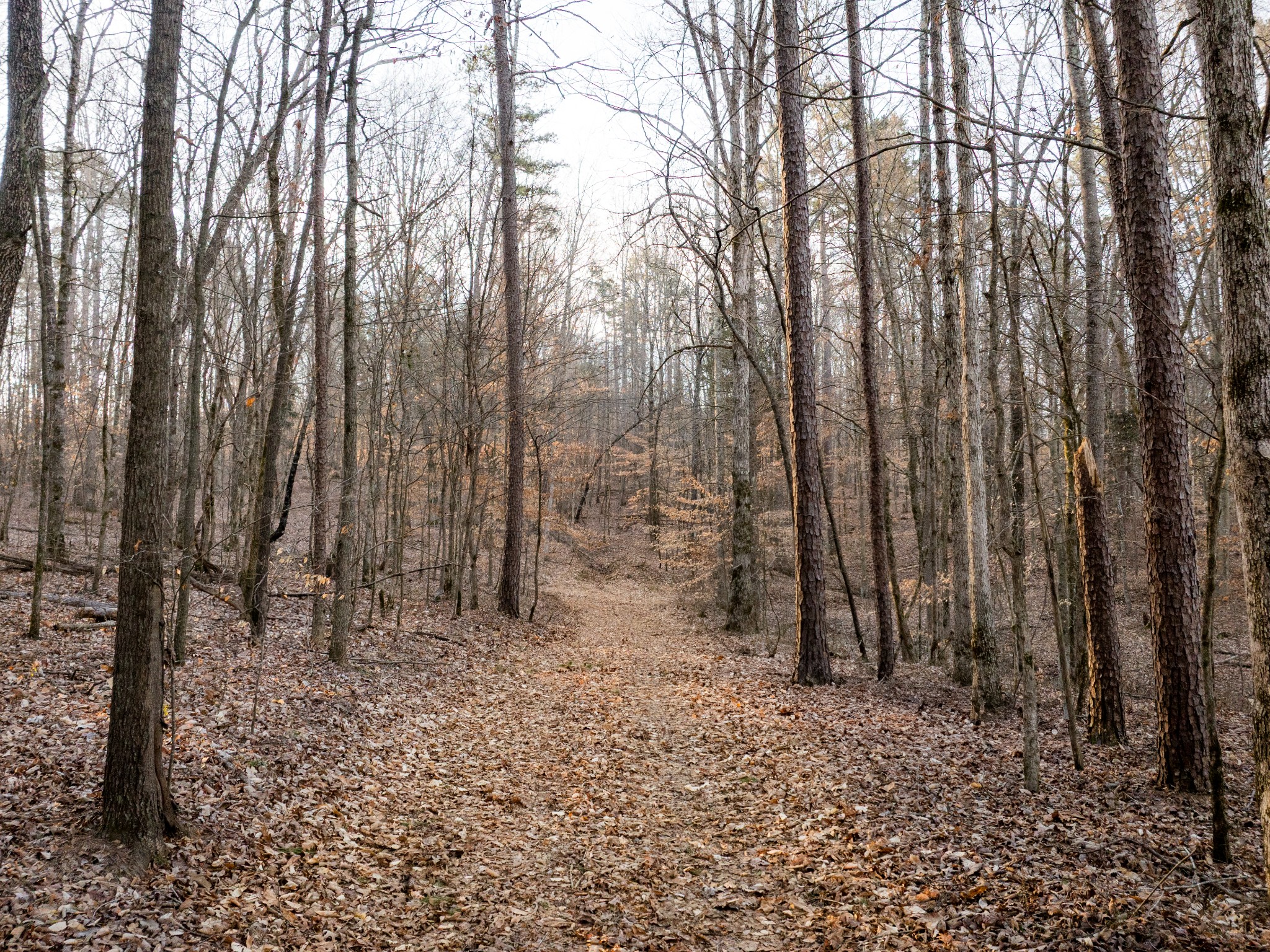 2 Pinewood Road Nunnelly, TN 37137 - Photo 2 of 13 a backyard of a house with lots of green space