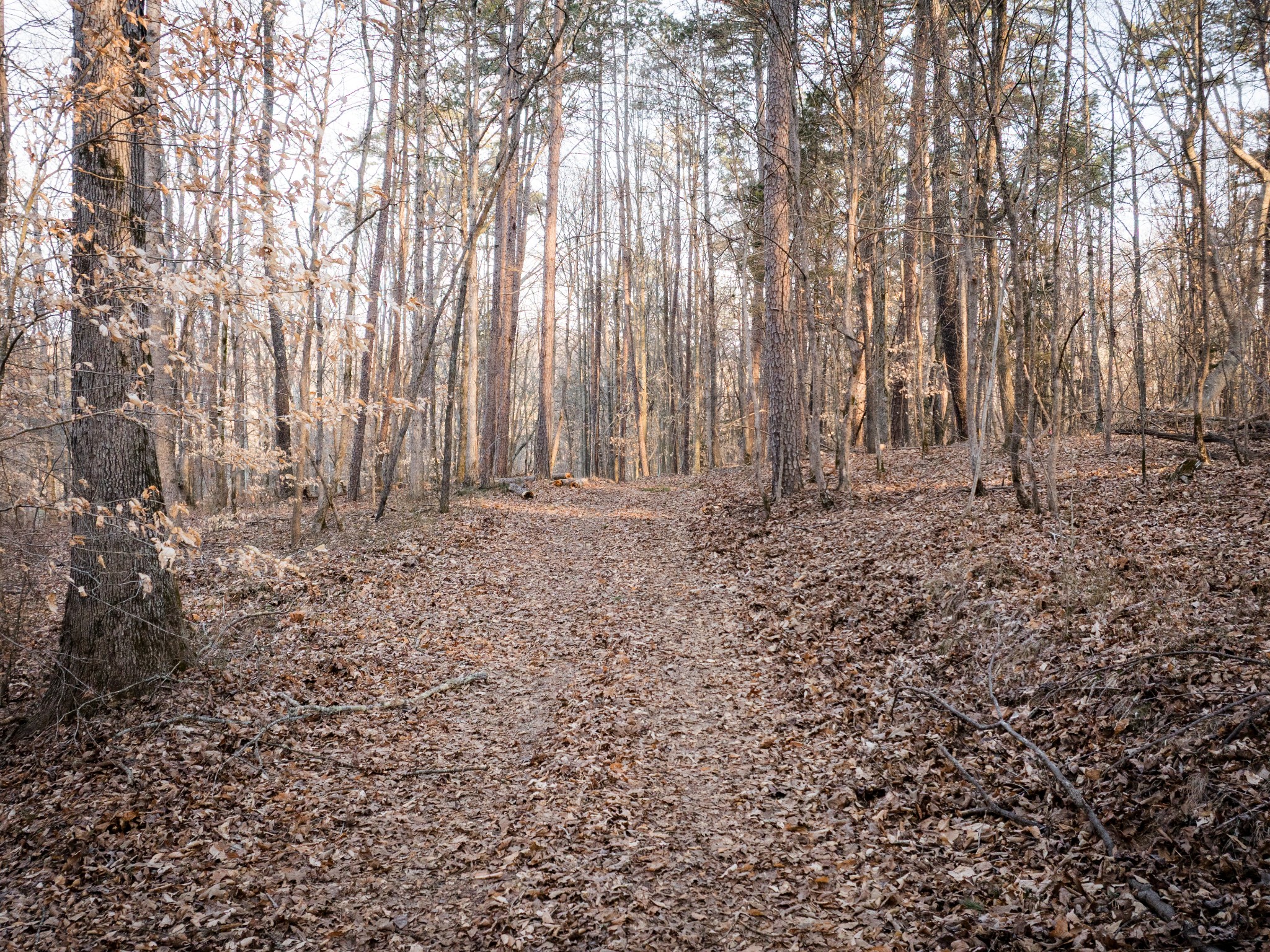 2 Pinewood Road Nunnelly, TN 37137 - Photo 3 of 13 a view of wooden fence