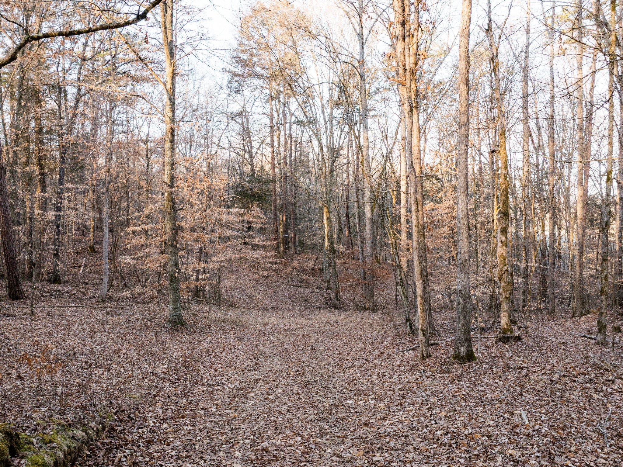 2 Pinewood Road Nunnelly, TN 37137 - Photo 4 of 13 a view of a yard with lots of trees