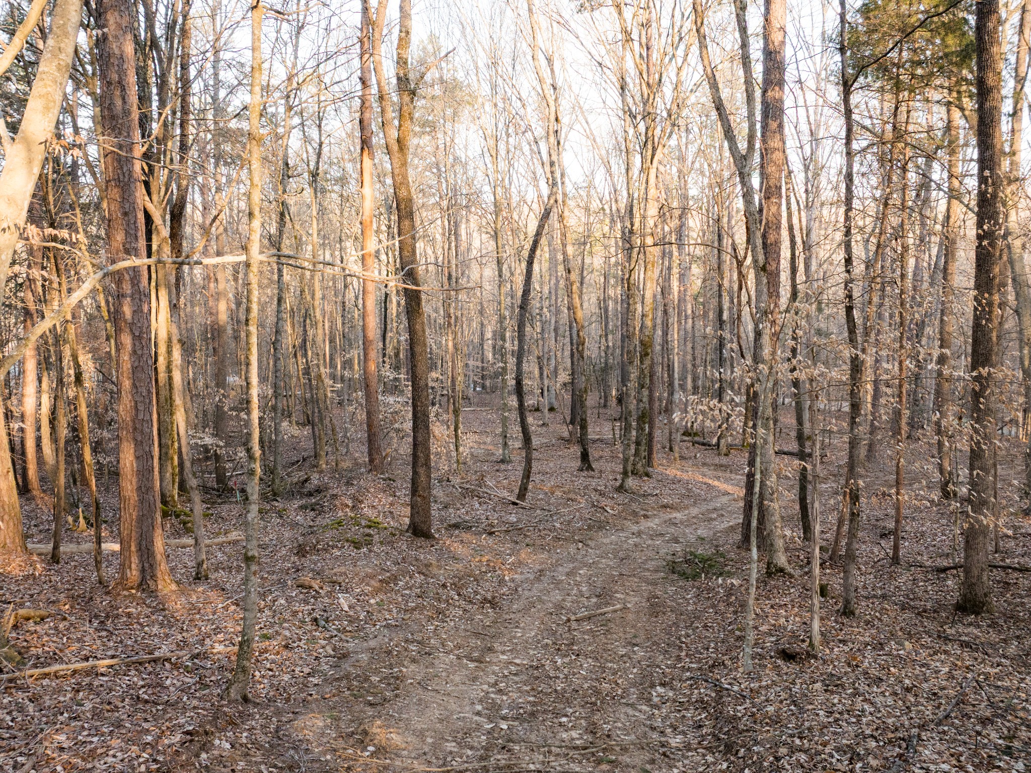 2 Pinewood Road Nunnelly, TN 37137 - Photo 5 of 13 a view of backyard with trees