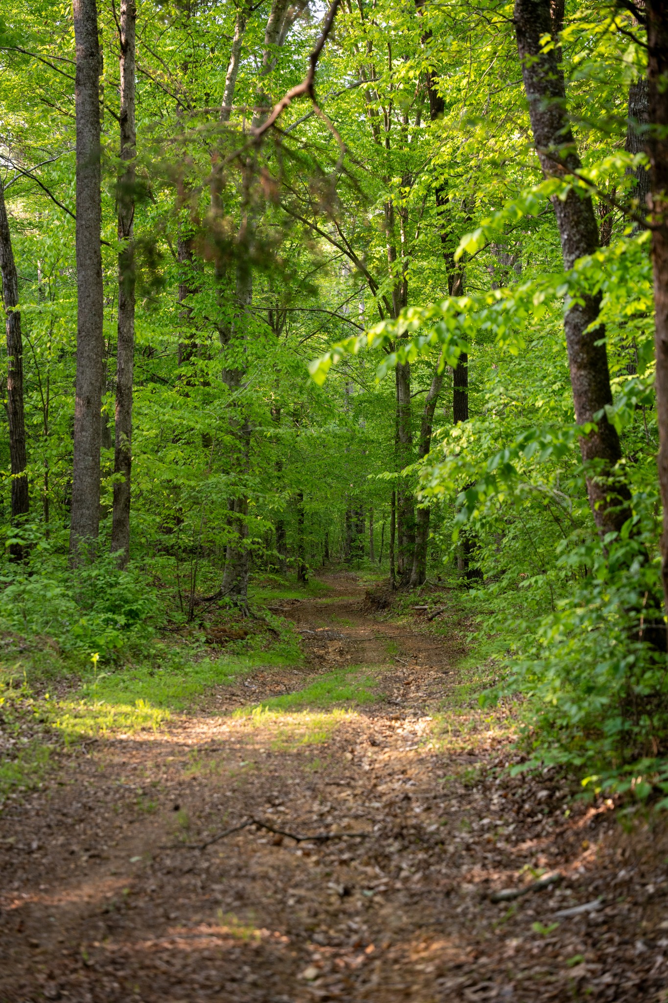 2 Pinewood Road Nunnelly, TN 37137 - Photo 5 of 10 a view of a yard with plants and large trees