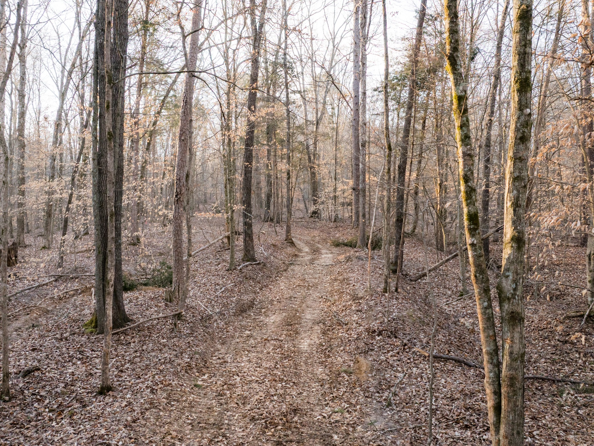 2 Pinewood Road Nunnelly, TN 37137 - Photo 6 of 13 a view of a forest that has large trees