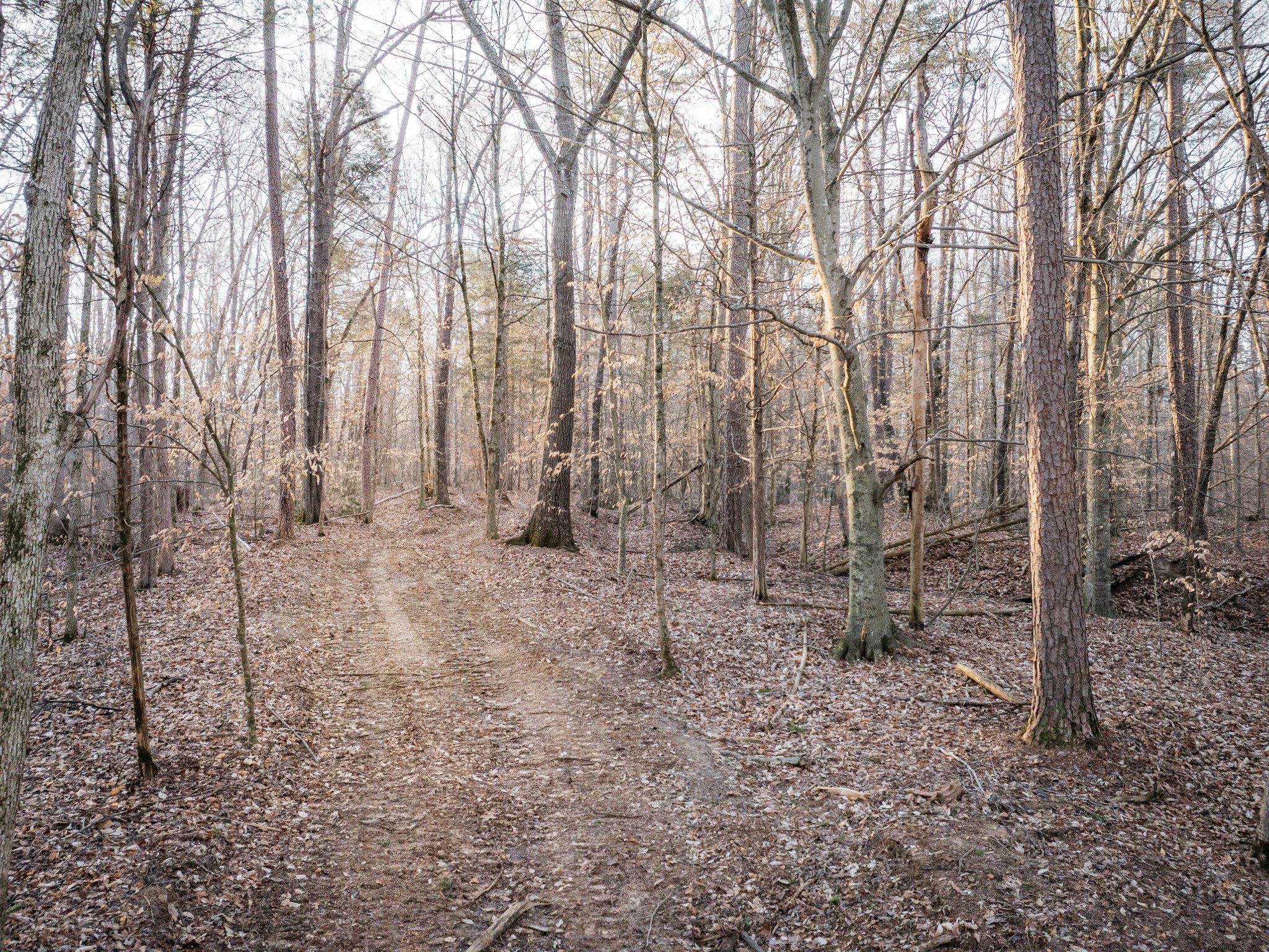2 Pinewood Road Nunnelly, TN 37137 - Photo 7 of 13 a view of covered with trees