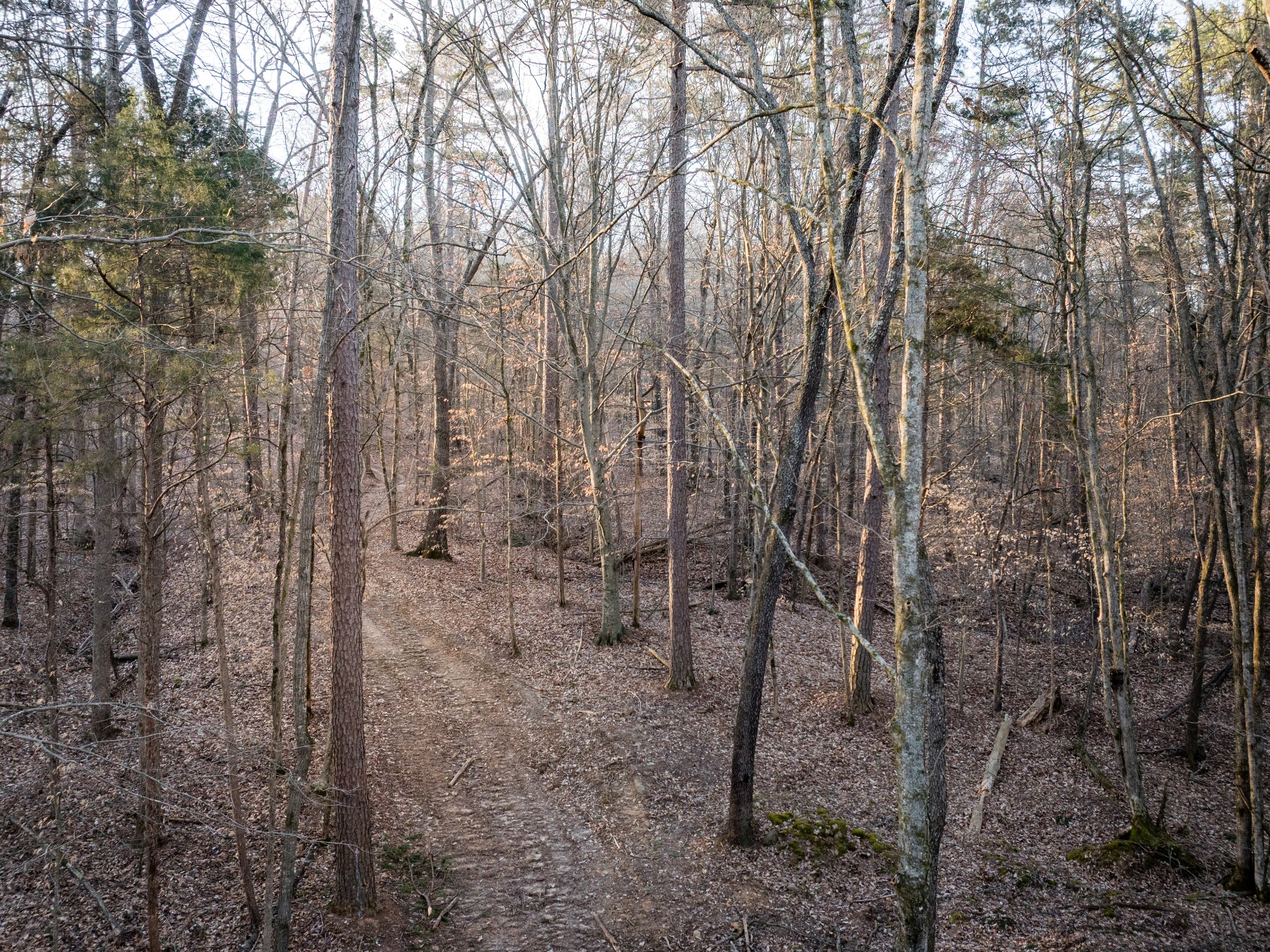 2 Pinewood Road Nunnelly, TN 37137 - Photo 8 of 13 a view of a forest with a tree