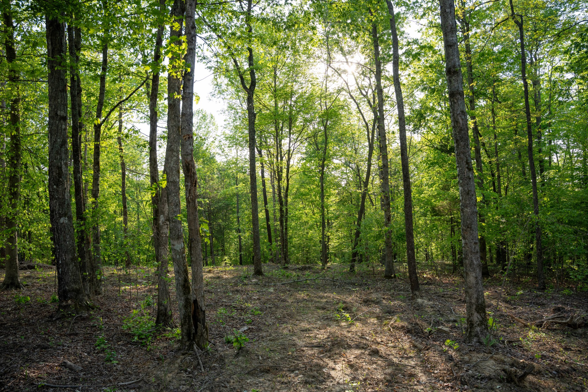 2 Pinewood Road Nunnelly, TN 37137 - Photo 9 of 10 a view of a forest with trees in the background