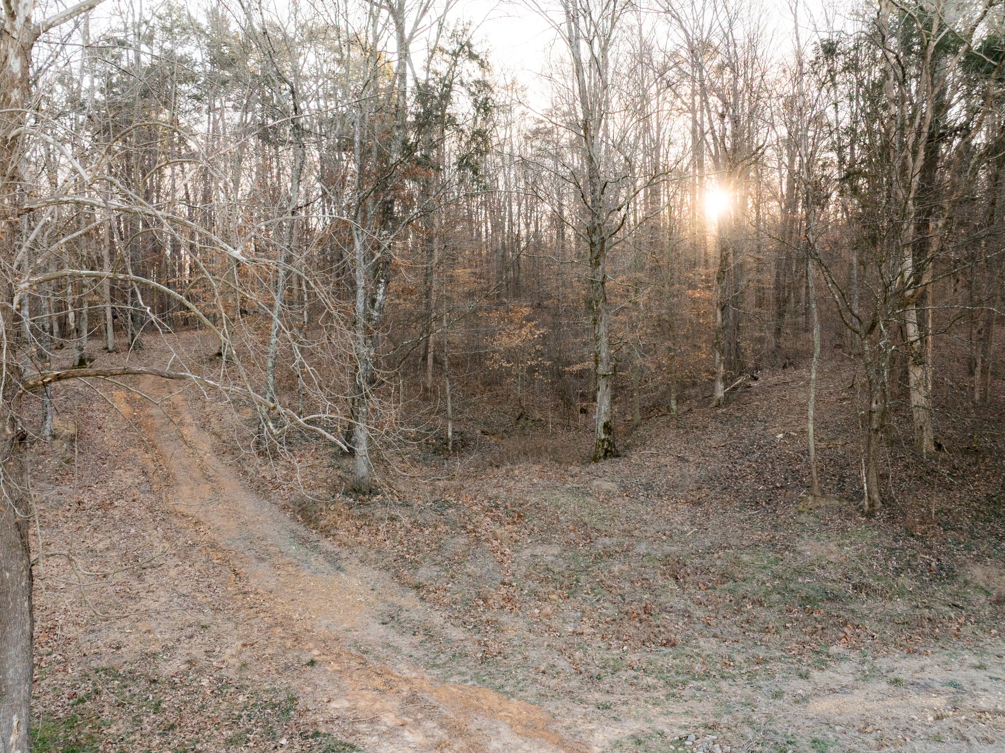 2 Pinewood Road Nunnelly, TN 37137 - Photo 10 of 13 a view of forest