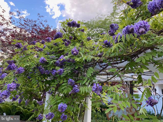 305 College Place Frederick, MD 21701 - Photo 57 of 71 a view of a flower