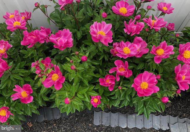 305 College Place Frederick, MD 21701 - Photo 58 of 71 Beautiful Landscaping