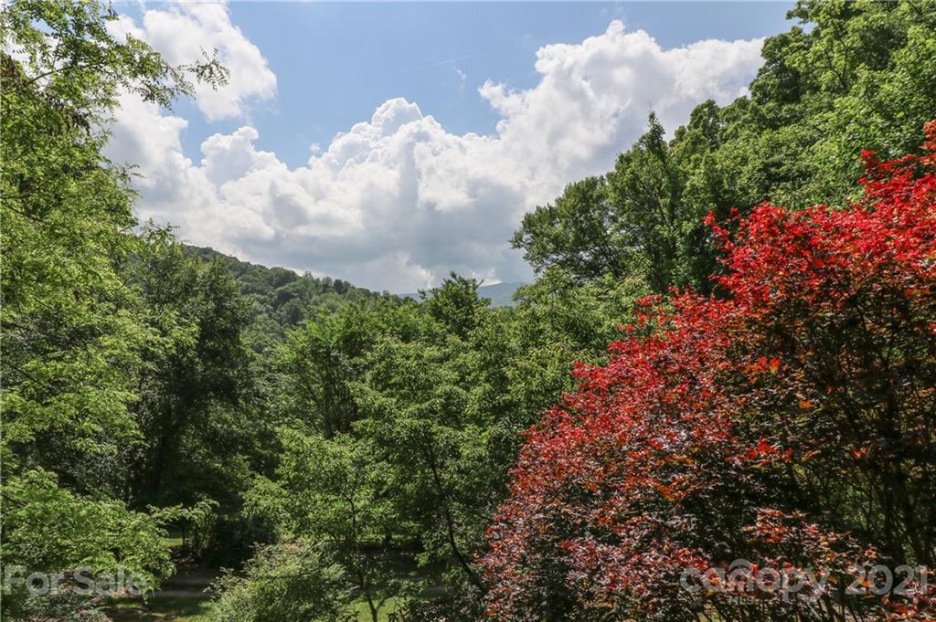 36 Maney Branch Road Weaverville, NC 28787 - Photo 13 of 42 a close up of a plant