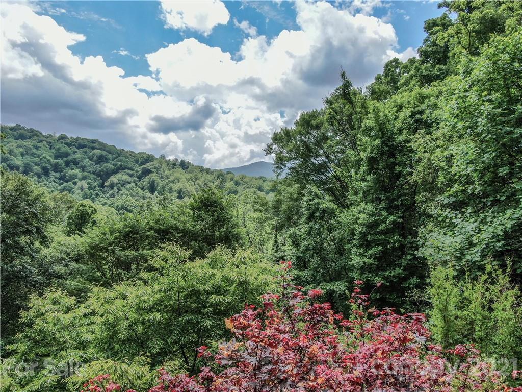 36 Maney Branch Road Weaverville, NC 28787 - Photo 42 of 42 a view of a garden with plants