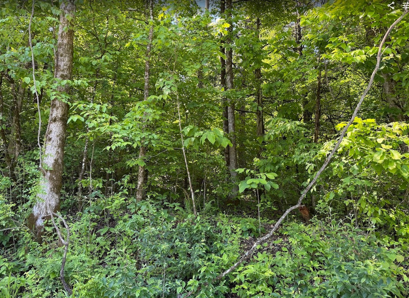 0 Spring Creek Road Cookeville, TN 38501 - Photo 9 of 13 Gallery Image 9