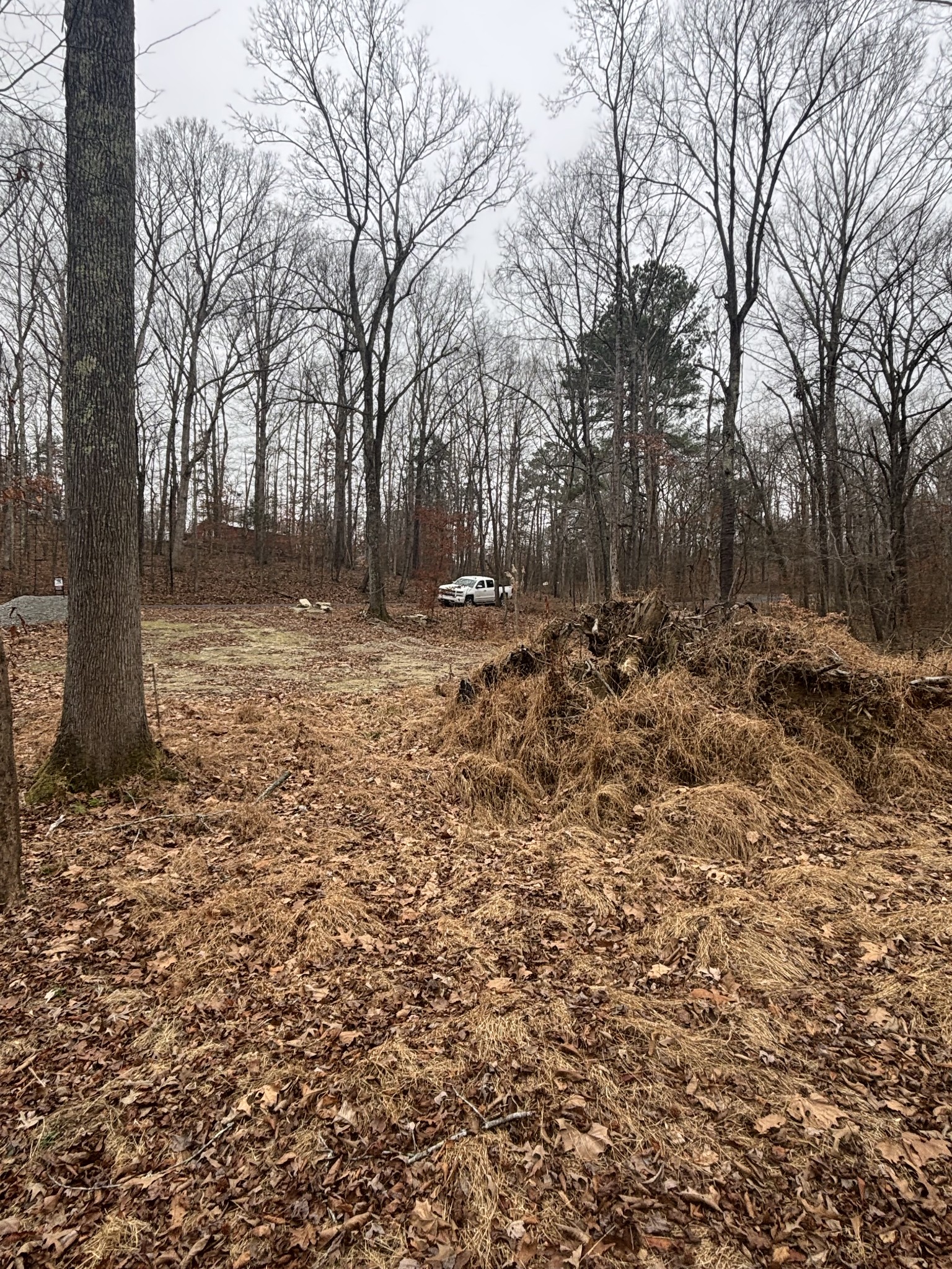 54 Shetland Circle Camden, TN 38320 - Photo 7 of 10 a view of a yard with trees