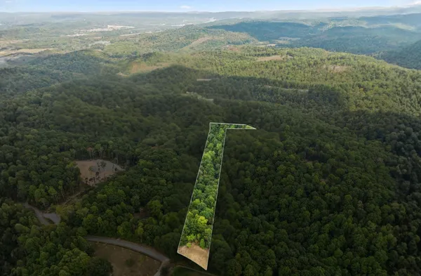 a view of a forest with a mountain