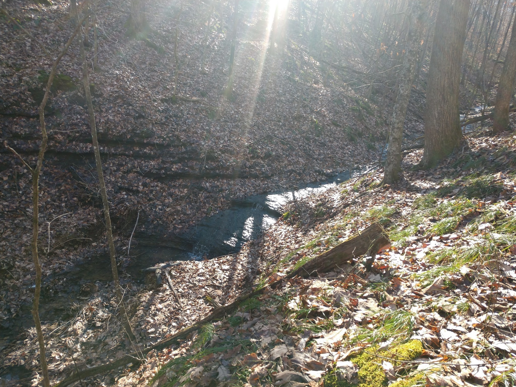0 Gibbs Road Ashland City, TN 37015 - Photo 22 of 23 a close up of a tree in a yard